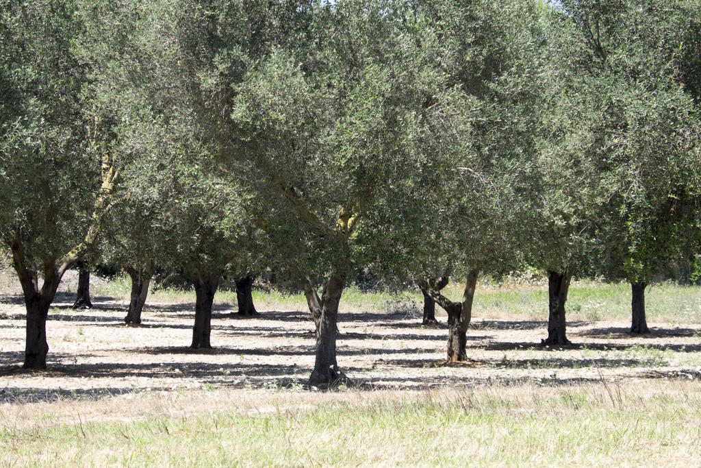 Masseria Prosperi 阿利米尼 外观 照片